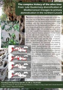 The complex history of the olive tree