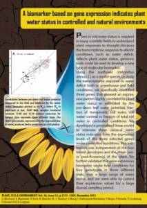 FM Sunflower