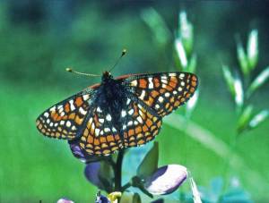Papillon Edith's checkerspot (Euphydryas editha) ©C. Parmesan