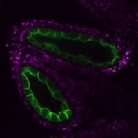 tapetumBOR1-GFP_180.4um.jpg
