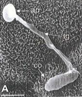 spore de Colletotrichum trifolii, champignon pathog&egrave;ne germant sur la surface foliaire de son h&ocirc;te, la luzerne sauvage Medicago, premi&egrave;re &eacute;tape de l'infection