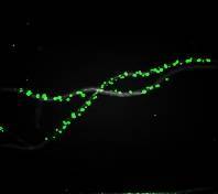 Variations de calcium dans les noyaux de cellules de racines d’Arabidopsis traitées avec un éliciteur