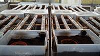 DLDispoExp1Site