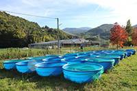 DLDispoExp3Site