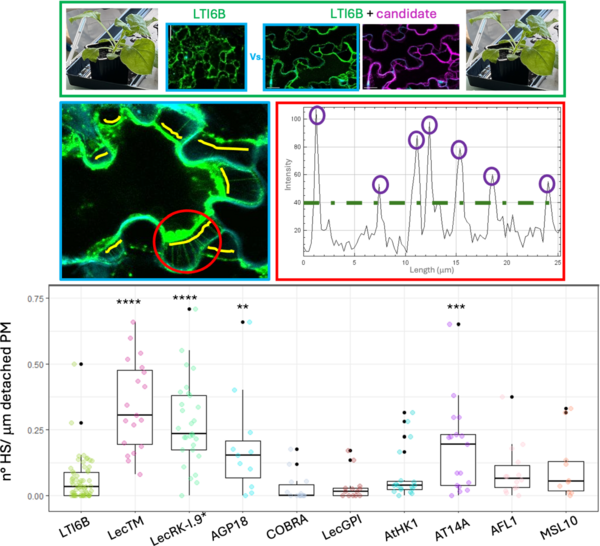 Figure Darico Figure Darico