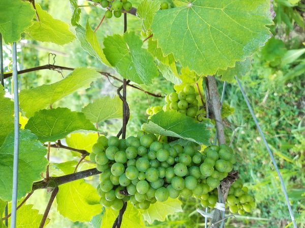 Plan de vigne sain © Alban Jacques