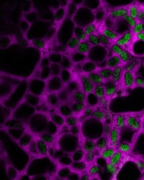 Illustration DAGDAS-vign.jpg Illustration DAGDAS-vign.jpg