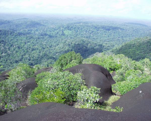 Vue aérienne du camp des Nouragues. P. Charles-Dominique - CNRS