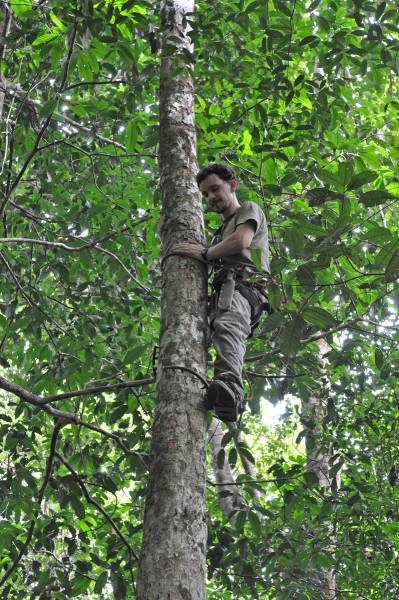 Récolte de feuilles dans les arbres à identifier. C.Delhaye - CNRS