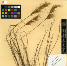 Planche d'herbier