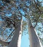 eucalyptus