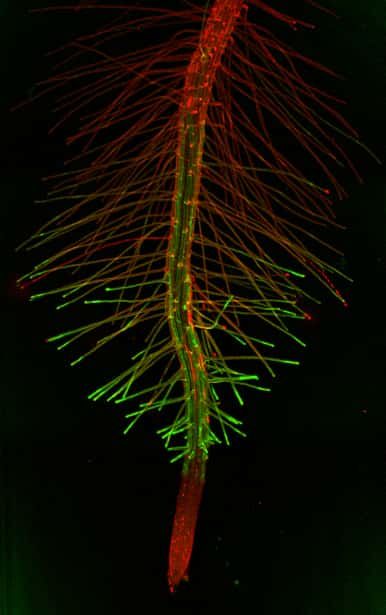 Cell wall assembly and expansion in root hairs: pRALF22:GFP in Arabidopsis root.