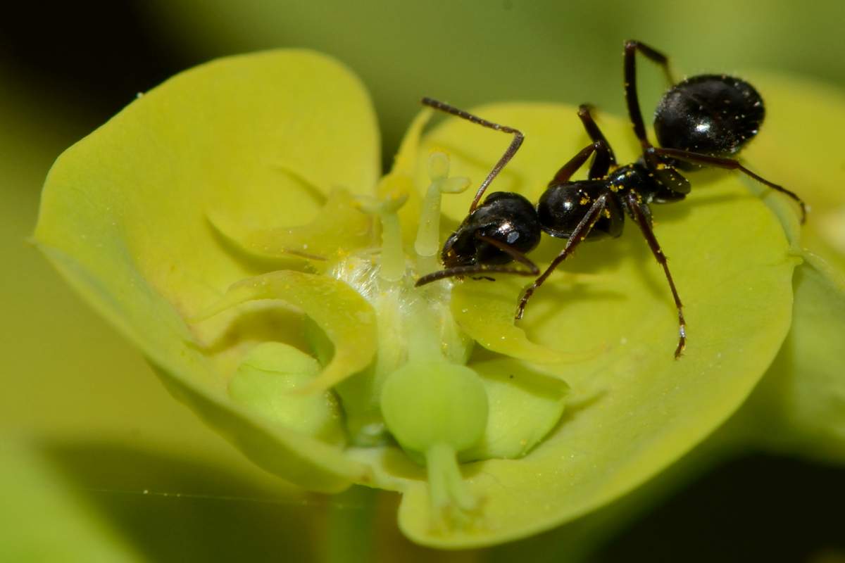 Fourmi sur inflorescence d'euphorbe - C. Lauzeral (EDB)