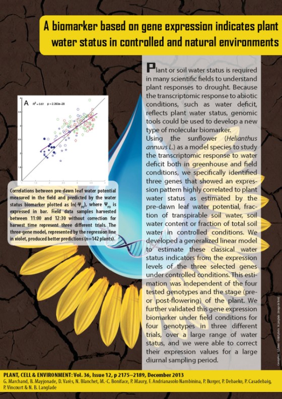 FM Sunflower