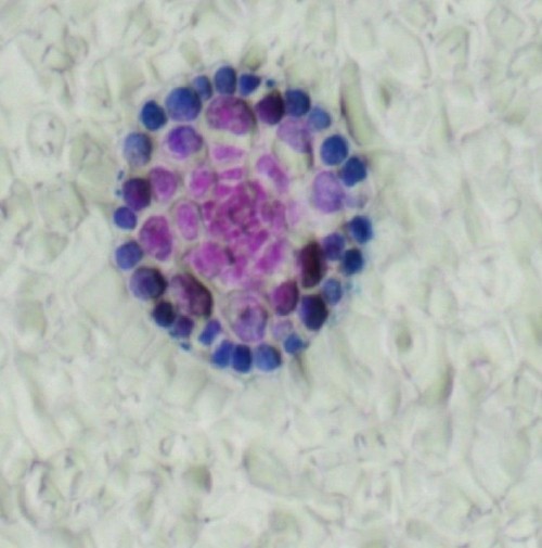 Hybridation in situ – Arabette