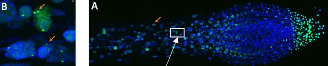 A. Pointe de racine où la coloration bleue (DAPI) révèle les noyaux des cellules. B. Détail de cellules ou des spots de transcriptions identifiés par la techique MS2/MCP sont clairement visibles en vert.