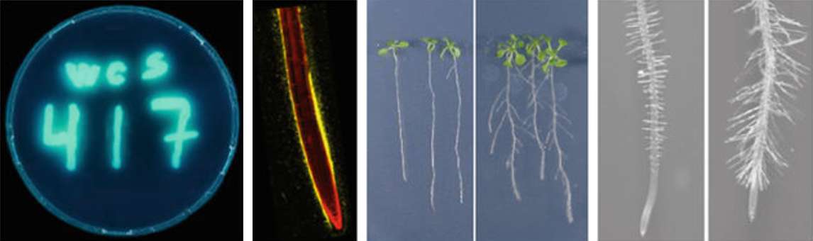 Incidence of Pseudomonas simiae WCS417, producing a fluorescent pyoverdine siderophores, on Arabidopsis roots. DOI: 10.1007/s11104-020-04786-9
